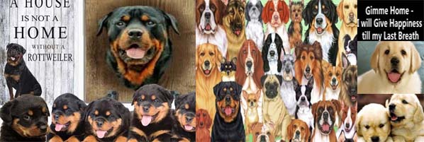 free dog puppies in bangalore, free dog adoption centres in bangalore, free dog puppy adoption in bangalore, free adoption dog bangalore, labrador dog for free adoption in bangalore, boxer dog for free adoption in bangalore labrador puppy for sale in bangalore, Rottweiler puppy for sale in bangalore, golden retriever puppy for sale in bangalore, german shepherd puppes for sale in bangalore
