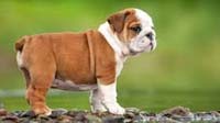 Bangalore dog adoption : bulldog or pittbull Bulldog puppy for sale in bangalore, Bulldog adoption bangalore, Bulldog dog adoption for free