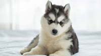Bangalore dog adoption : siberian husky Siberian Husky puppy for sale in bangalore, Siberian Husky adoption bangalore, Siberian Husky dog adoption for free