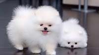 Bangalore dog adoption : pomeranian Pomeranian puppy for sale in bangalore, Pomeranian adoption bangalore, Pomeranian dog adoption for free