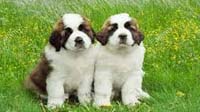 Bangalore dog adoption :saint bernard Saint Bernard puppy for sale in bangalore, Saint Bernard adoption bangalore, Saint Bernard dog adoption for free