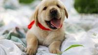 dog adoption in bangalore labrador puppy for sale in bangalore, labrador adoption bangalore, labrador dog adoption for free