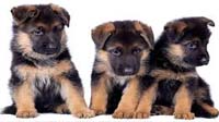 Bangalore dog adoption : german shepherd German Shepherd puppy for sale in bangalore, German Shepherd adoption bangalore, German Shepherd dog adoption for free