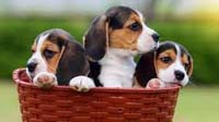 Bangalore dog adoption : beagle Beagle puppy for sale in bangalore, Beagle adoption bangalore, Beagle dog adoption for free