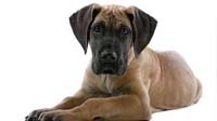 Bangalore dog adoption : great dane Great Dane puppy for sale in bangalore, Great Dane adoption bangalore, Great Dane dog adoption for free