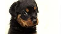 Bangalore dog adoption : Rottweiler Rottweiler puppy for sale in bangalore, Rottweiler adoption bangalore, Rottweiler dog adoption for free