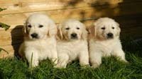 Bangalore dog adoption : golden retriever Golden Retriever puppy for sale in bangalore, Golden Retriever adoption bangalore, Golden Retriever dog adoption for free