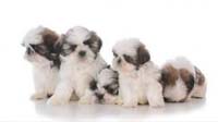Bangalore dog adoption : shihtzu SHIH TZU puppy for sale in bangalore, SHIH TZU adoption bangalore, SHIH TZU dog adoption for free