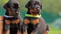Bangalore dog adoption :doberman Doberman puppy for sale in bangalore, Doberman adoption bangalore, Doberman dog adoption for free